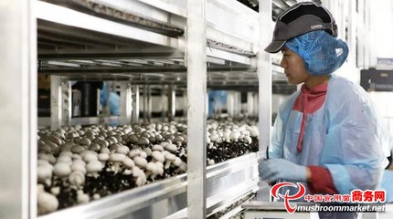 澳大利亞Costa集團(tuán)推出VR護(hù)目鏡，革新食用菌采摘優(yōu)化水果零售